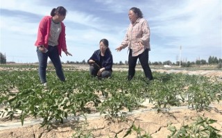减农忧科技 敦煌肃州镇：精准“把脉”解农忧  科技助力促增收