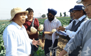 天隆科技出口 中国故事｜“中国种”在异国开出“致富花”