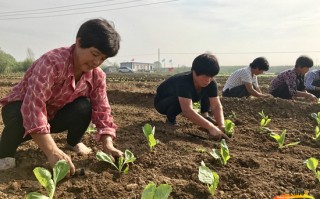 农业科技旅游 带动农户就业，让百姓吃上“旅游饭” 看这5位农业农村领域基层代表如何擘画农业新画卷